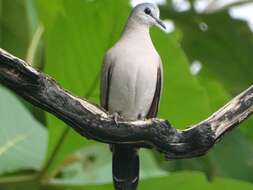 Image of Black-billed Dove