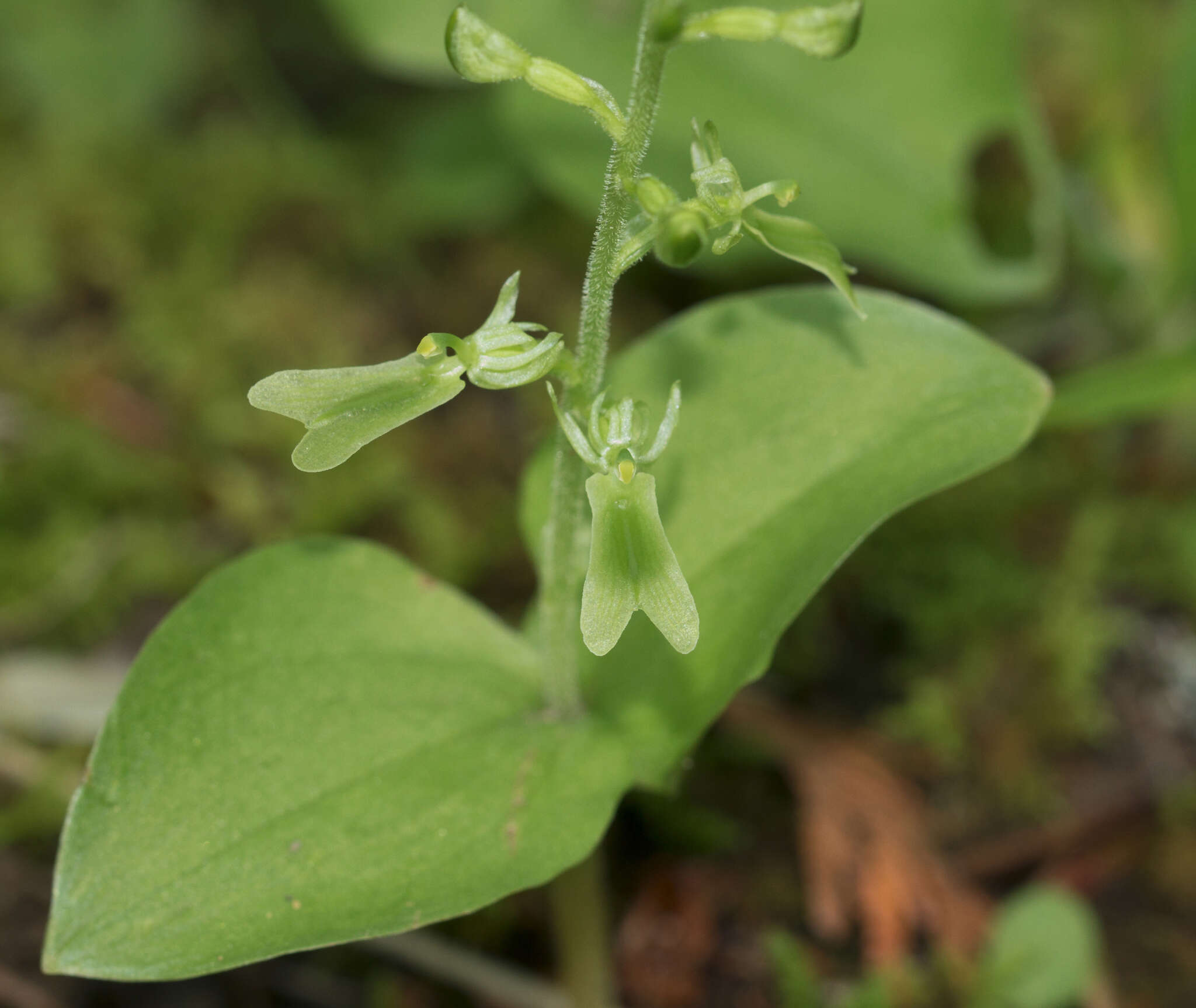 Image de Neottia veltmanii (Case) Baumbach