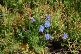 Jasione laevis subsp. carpetana (Boiss. & Reut.) Rivas Mart.的圖片