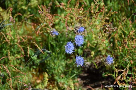 Image de Jasione laevis subsp. carpetana (Boiss. & Reut.) Rivas Mart.