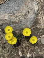 Imagem de Ranunculus adoneus A. Gray