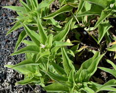 Image de Scalesia affinis Hook. fil.