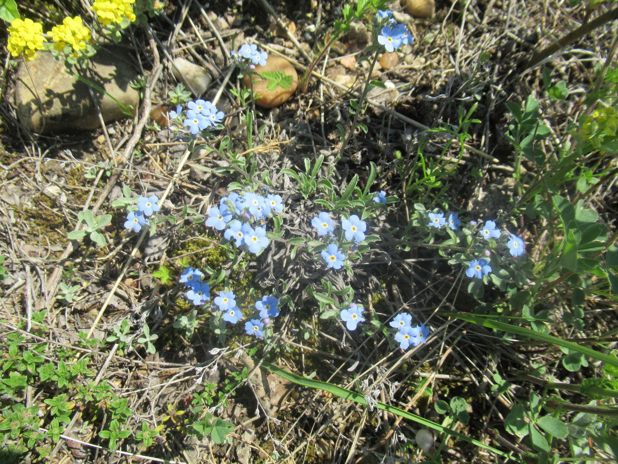 Plancia ëd Eritrichium rupestre (Pall. ex Georgi) Bunge