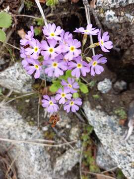 Image of Primula mazurenkoae A. P. Khokhryakov