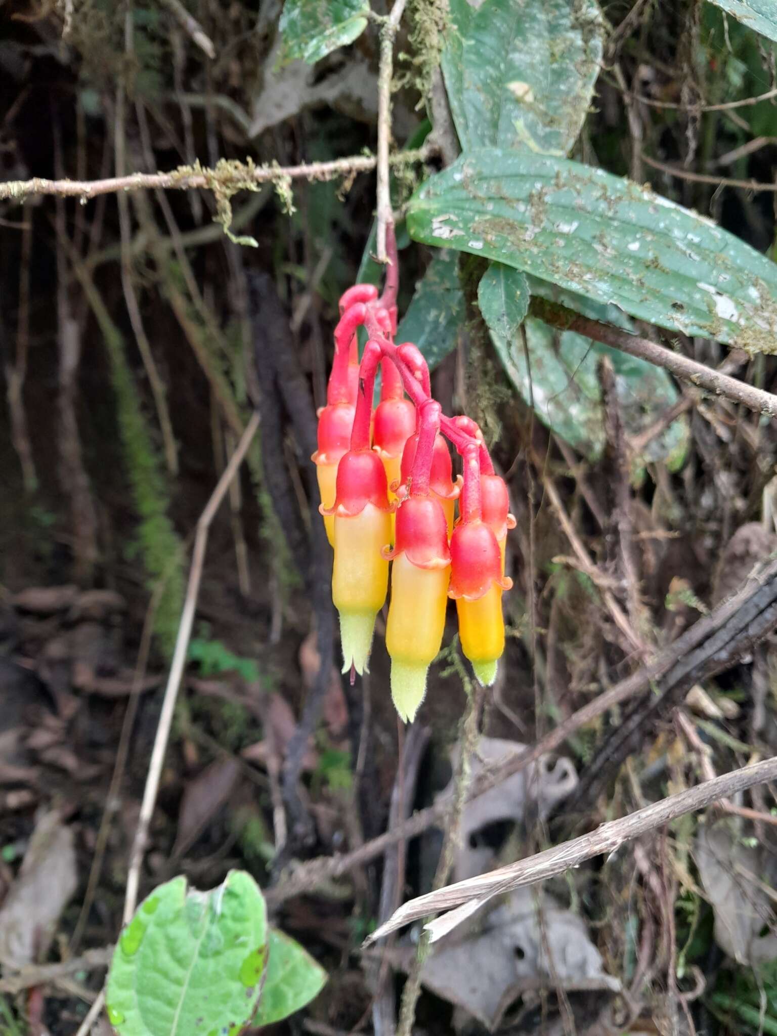 Imagem de Psammisia ecuadorensis Hørold