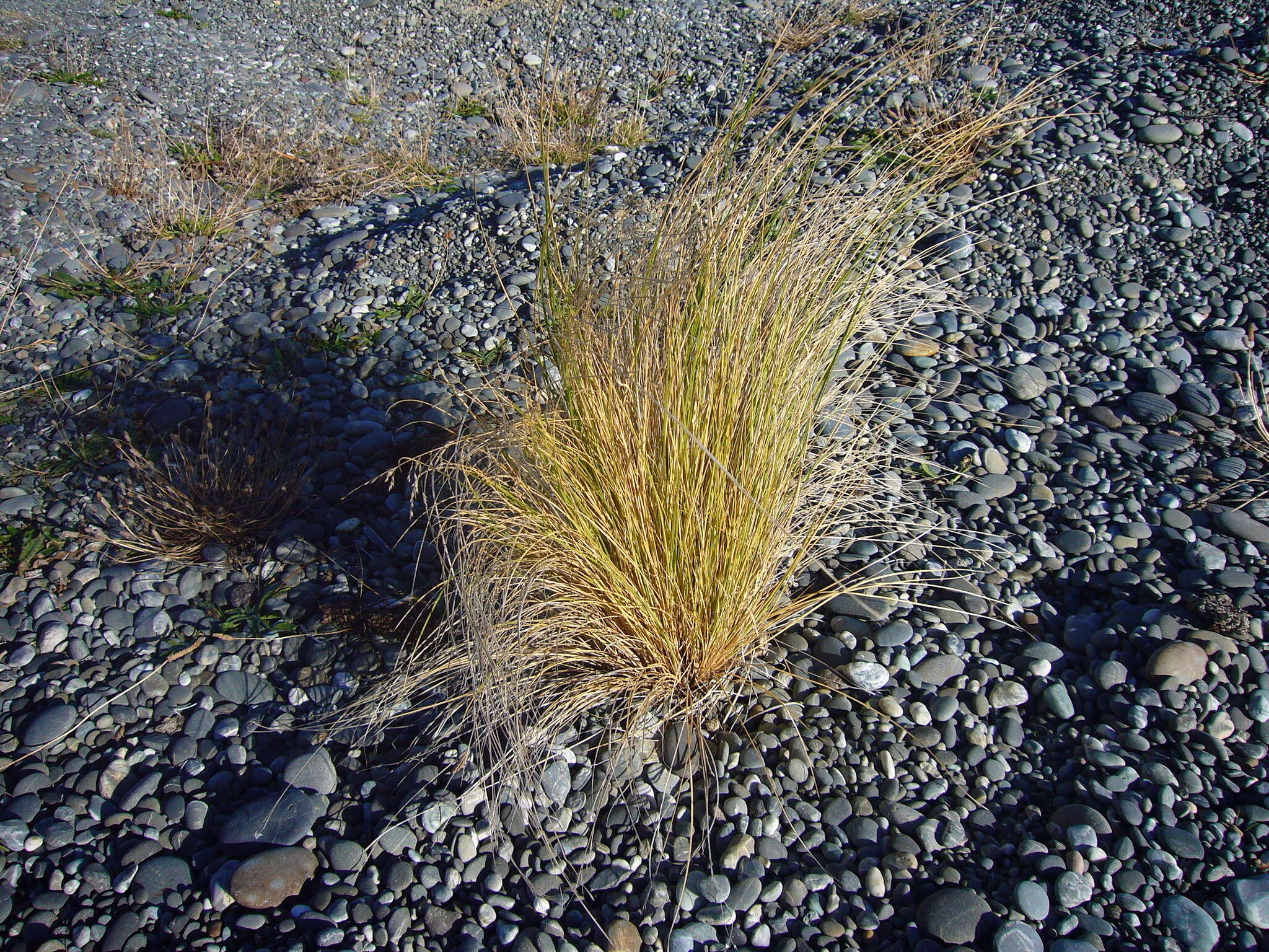 Image of silver tussock