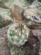 Image of Coryphantha recurvata subsp. canatlanensis