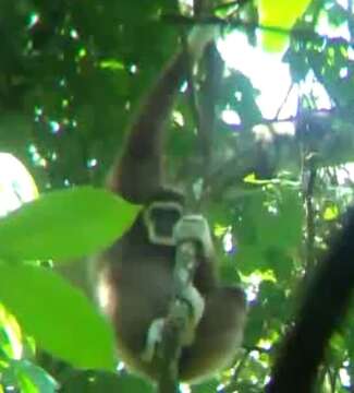 Image of Sumatran lar gibbon