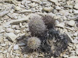 Image of rhinoceros cactus