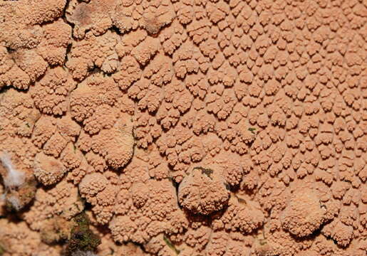 Слика од Xylodon australis (Berk.) Hjortstam & Ryvarden 2007