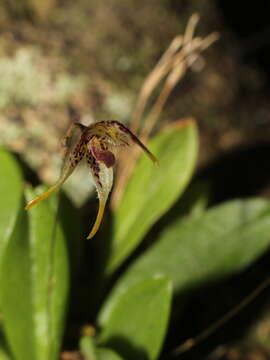 Image of Muscarella strumosa (Ames) Luer