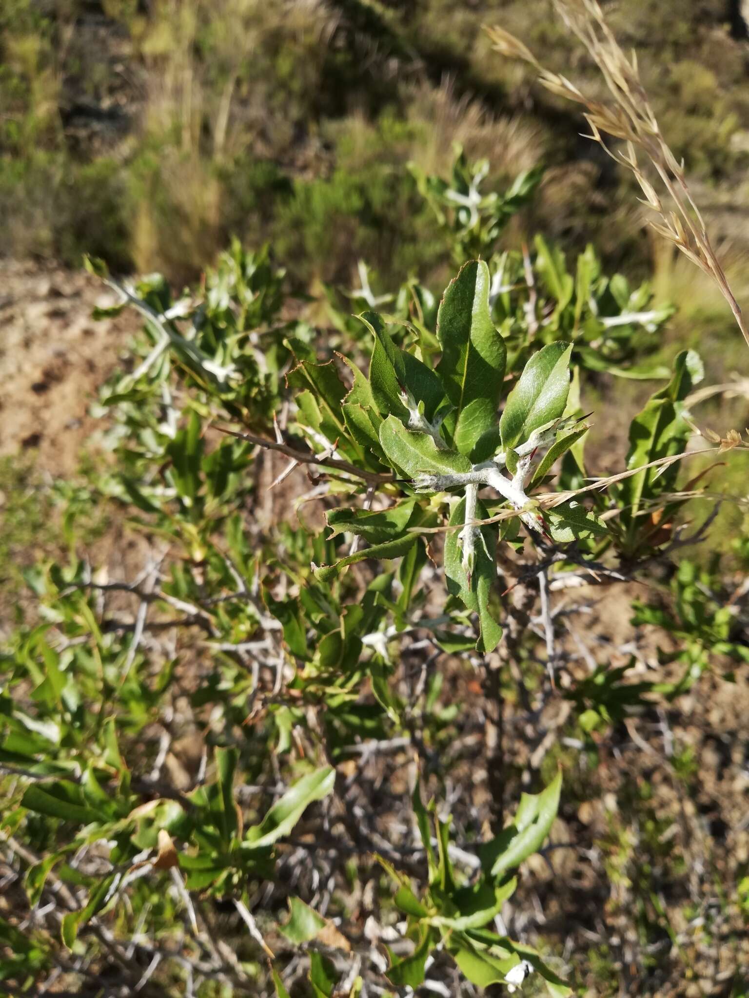 Image de Proustia cuneifolia D. Don