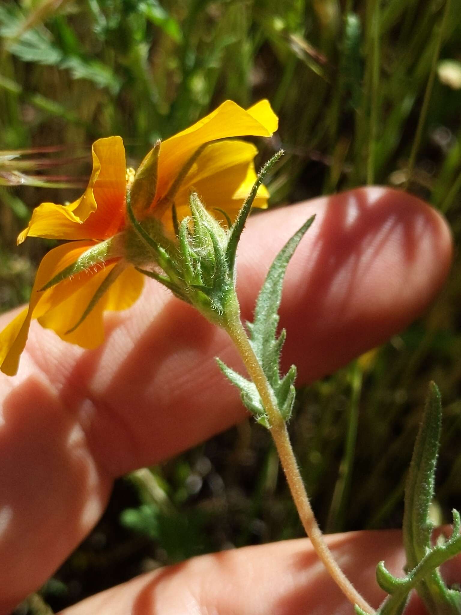 Image of San Joaquin blazingstar