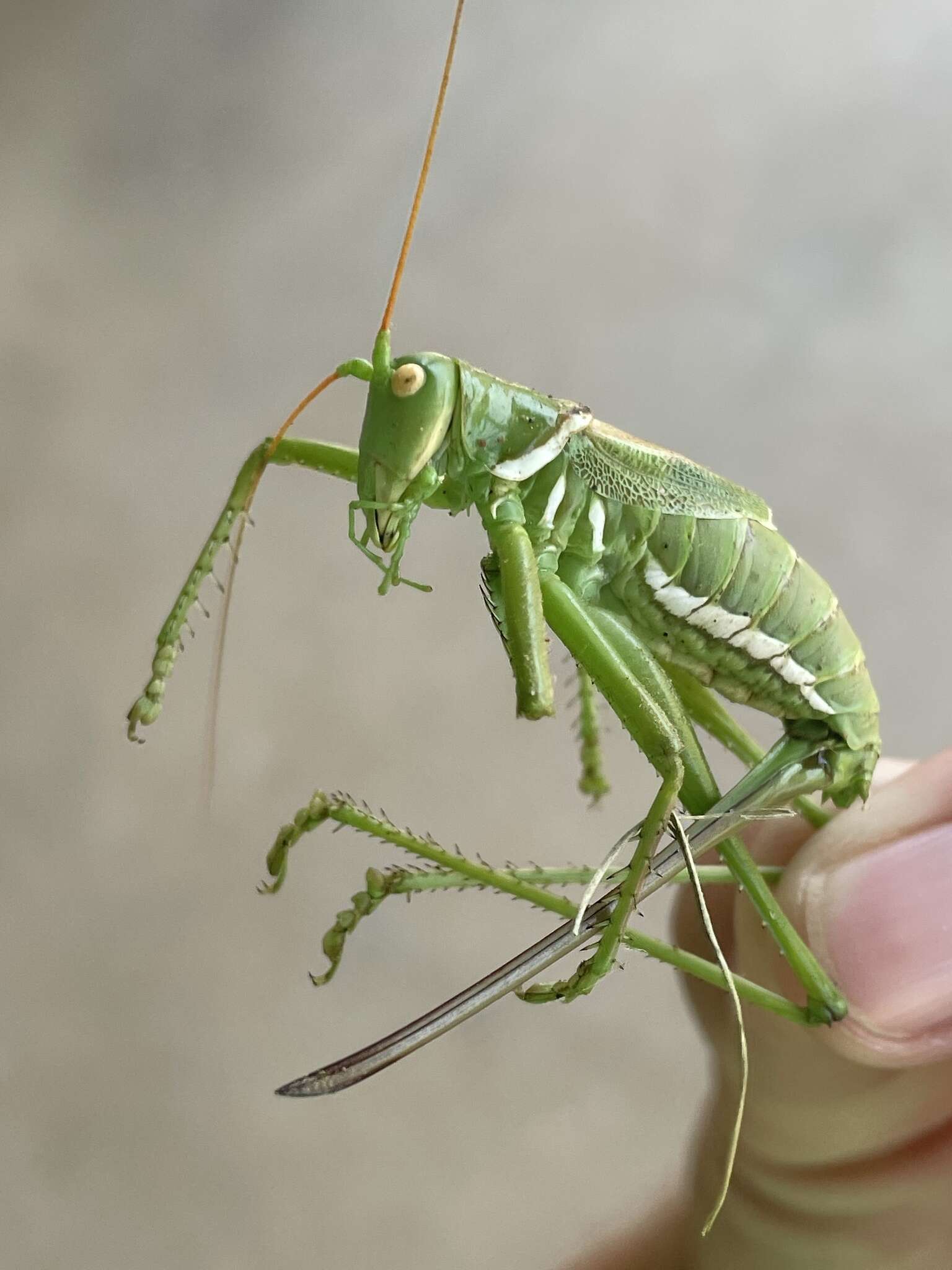 Image of Lesser Arid-land Katydid