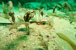 Image of Mother-of-pearl pipefish