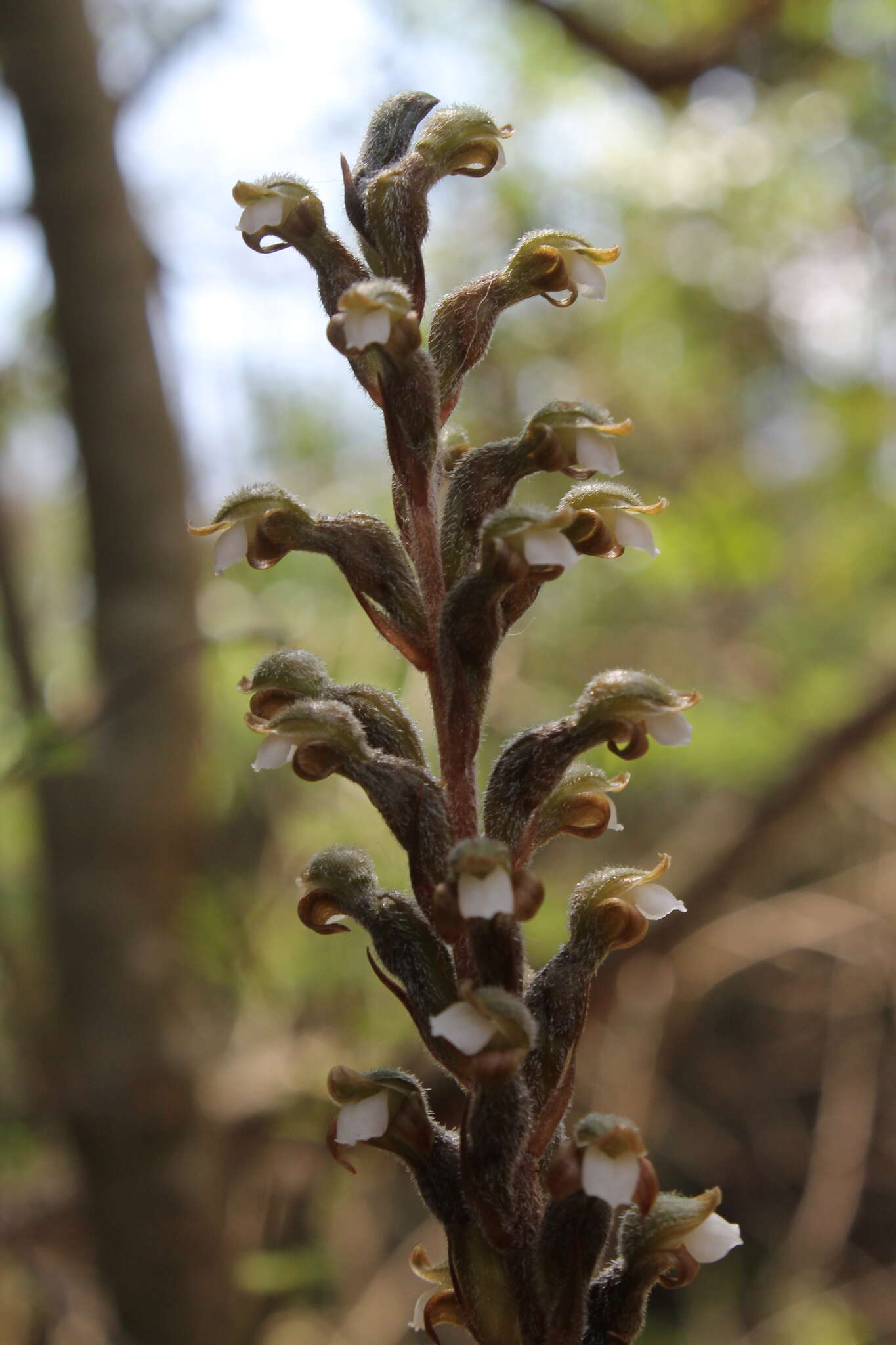 Image of Sarcoglottis schaffneri (Rchb. fil.) Ames