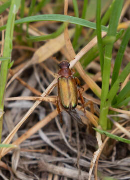 Imagem de Dichelonyx linearis (Gyllenhal 1817)