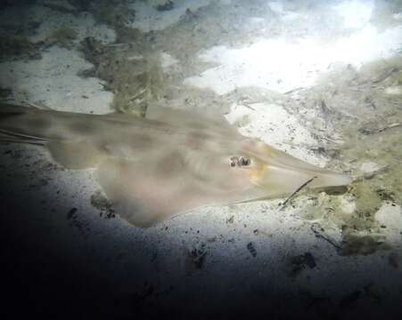 Image of Guitarfish