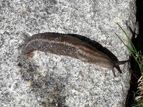 Image of Lehmannia rupicola Lessona & Pollonera 1882