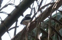 Image of West African Wattle-eye