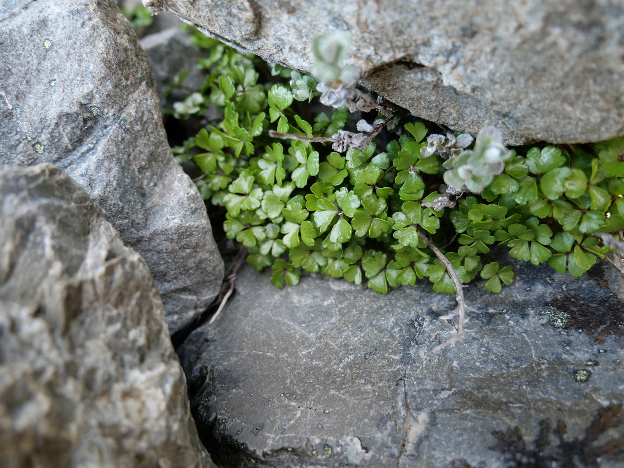 Imagem de Azorella hydrocotyloides (Hook. fil.) T. Kirk