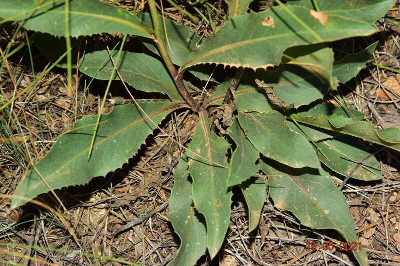 Image de Klasea flavescens subsp. mucronata (Desf.) P. Cantó & S. Rivas-Martínez