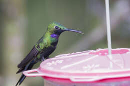 Image of Black-throated Brilliant