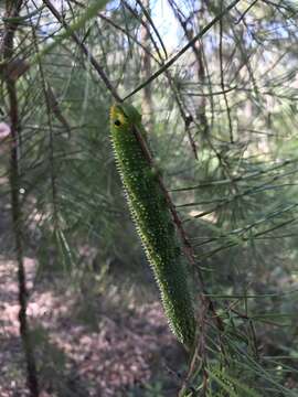 Image of Coequosa triangularis (Donovan 1805)