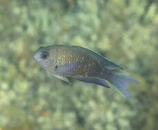 Image of Southern damsel