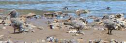 Image of Variable Oystercatcher