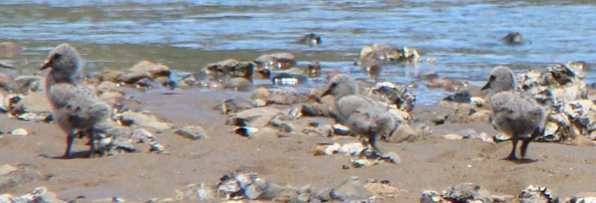 Image of Variable Oystercatcher