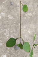 Imagem de Coprosma crassifolia Colenso