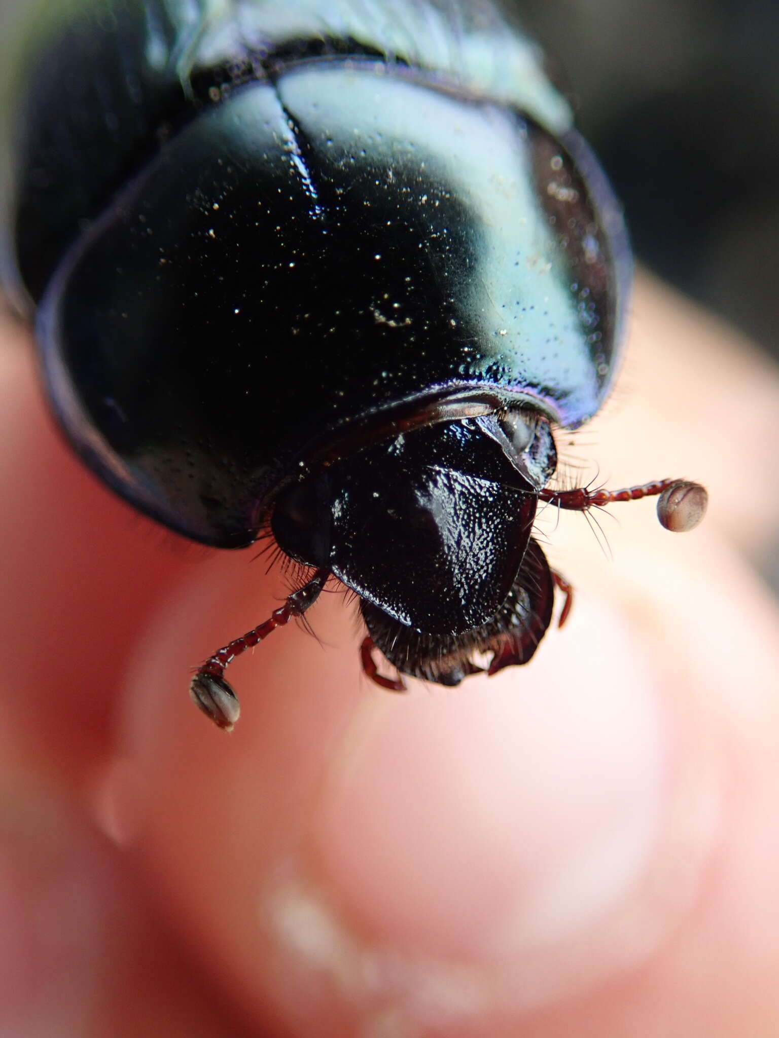 Слика од Geotrupes stercorarius (Linnaeus 1758)