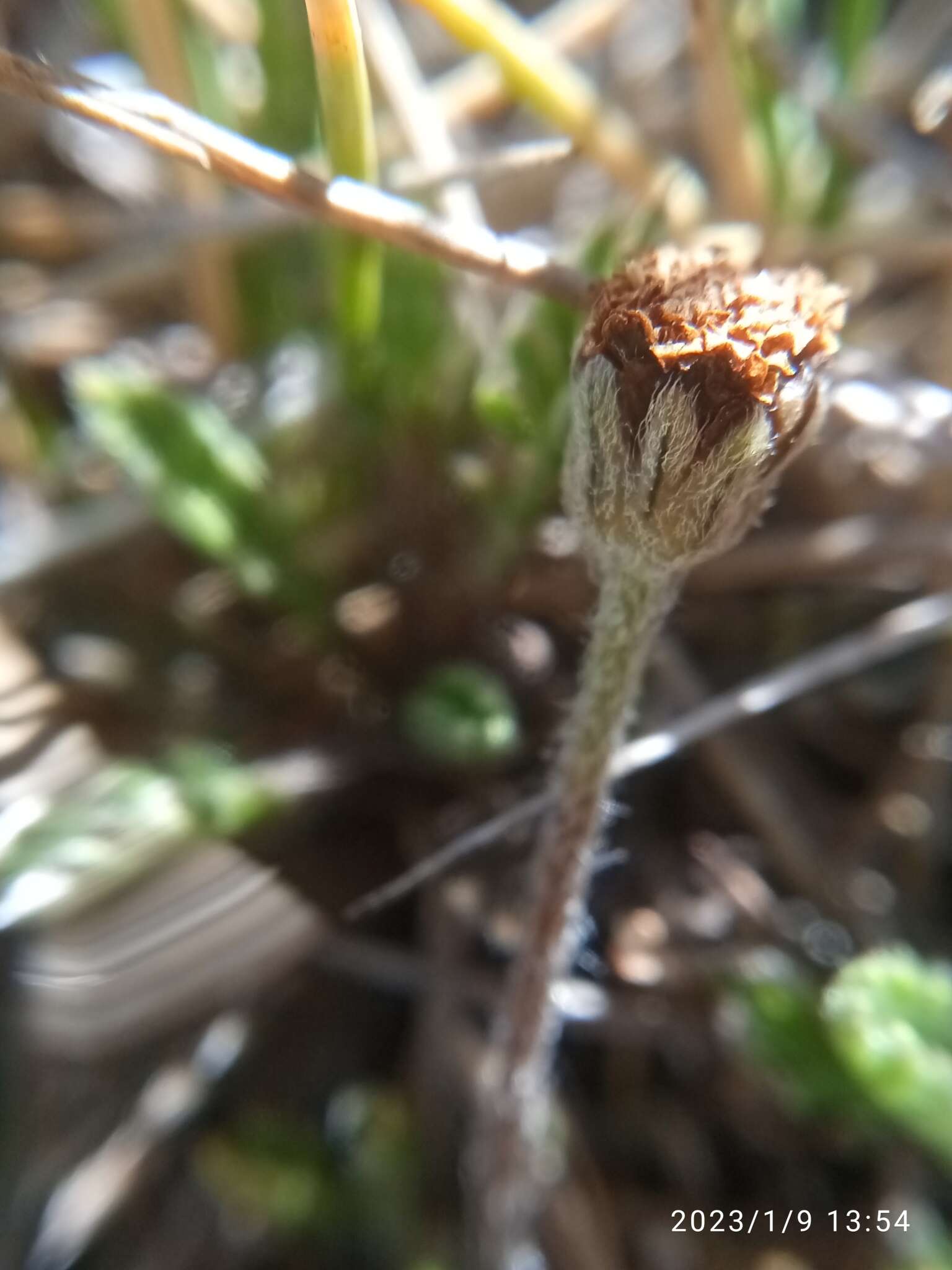 Image of Leptinella pectinata subsp. villosa (D. Lloyd) D. G. Lloyd & C. J. Webb