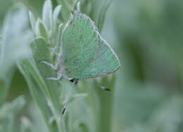 Image of <i>Callophrys <i>affinis</i></i> affinis