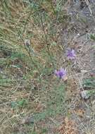 Слика од Centaurea arrigonii Greuter