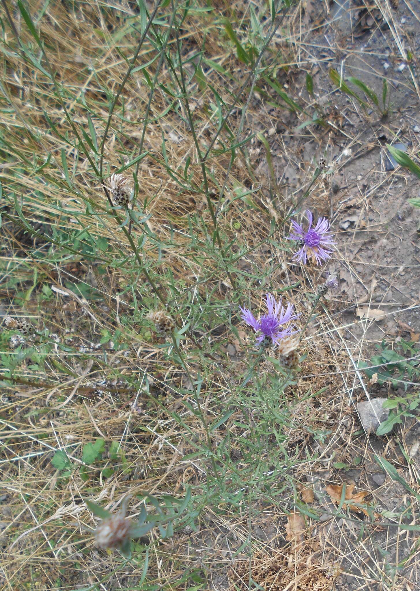 Слика од Centaurea arrigonii Greuter