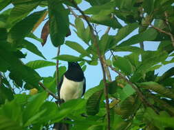 Imagem de Cyanocorax affinis affinis Pelzeln 1856