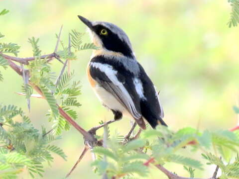 Batis pririt affinis (Wahlberg 1855)的圖片