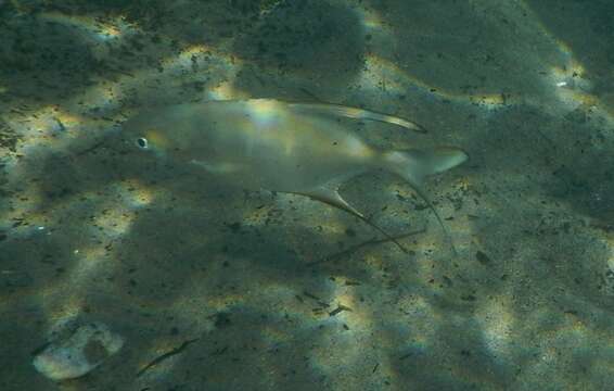 Image of Banner Pompano