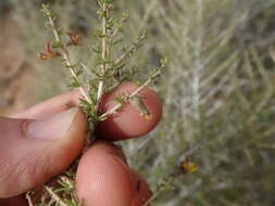 Image of Aspalathus lactea subsp. breviloba R. Dahlgren