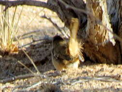 Image of Barred Wren-Warbler