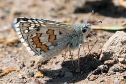 Image of Pyrgus sidae Esper 1784