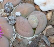 صورة Gibbaeum heathii (N. E. Br.) L. Bol.