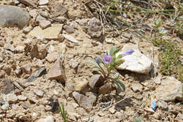 Image of Cleburn's penstemon