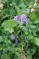 Image of Clinopodium alpinum (L.) Kuntze