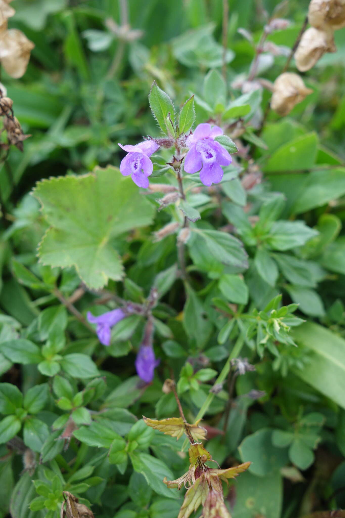 Image of Clinopodium alpinum (L.) Kuntze