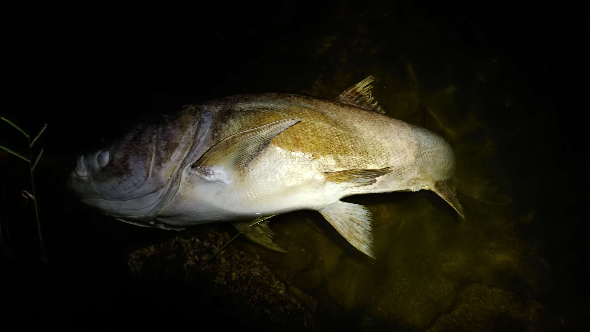 Image of silver carp