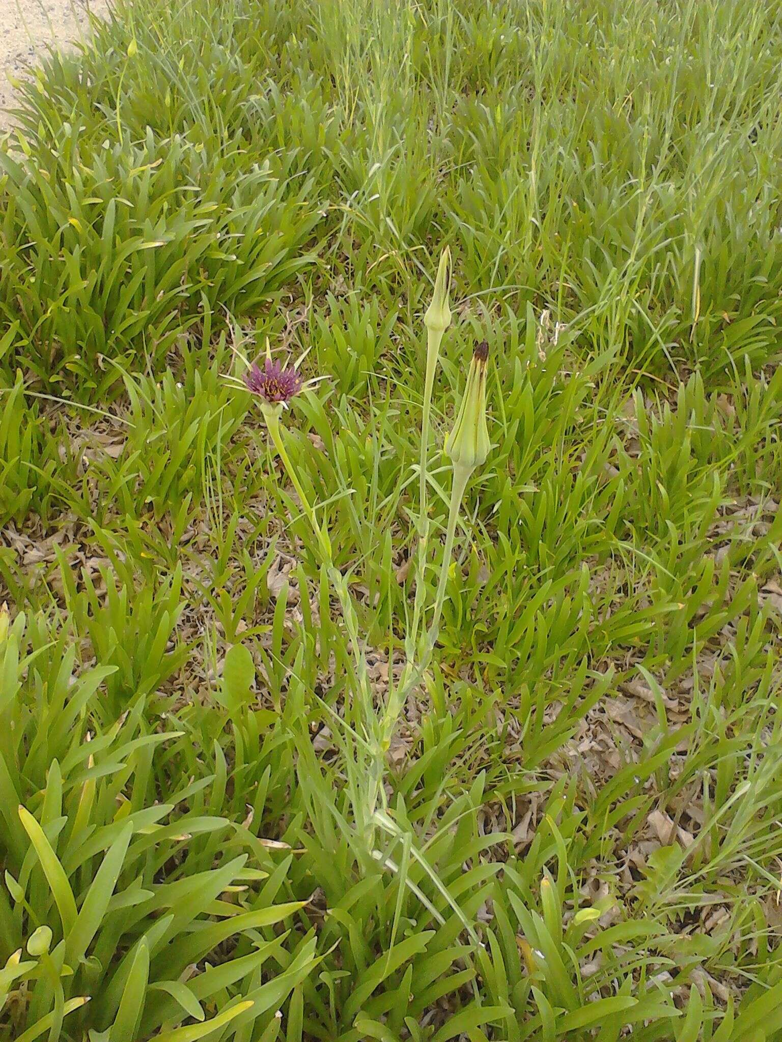 Image of salsify