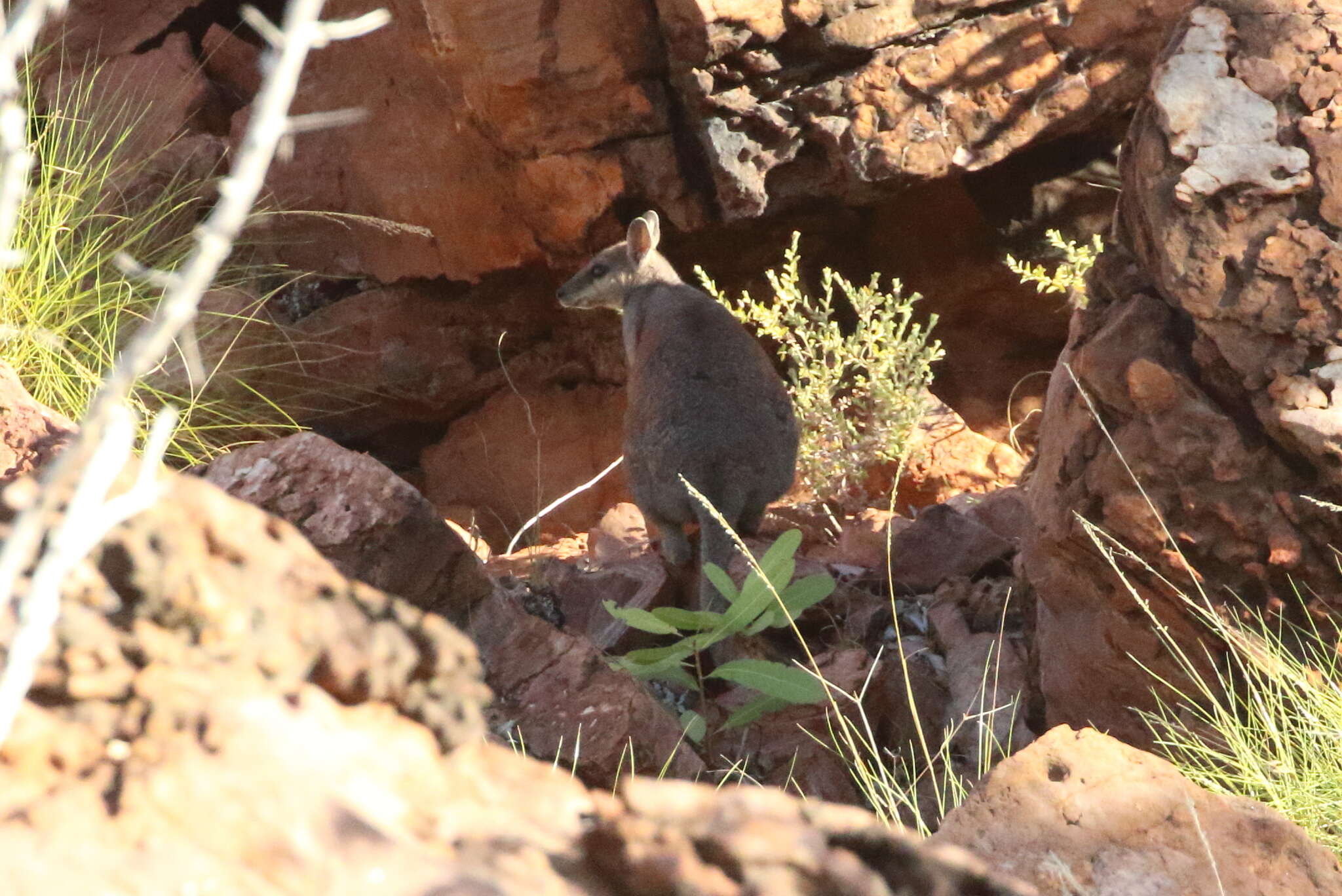 Image of Short-eared Rock Wallaby